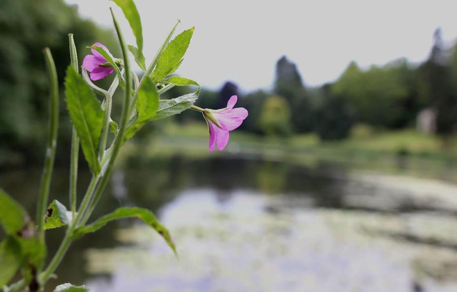 Flower stretching out over the lake at Newton Park