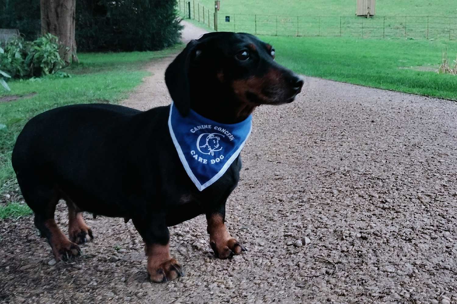 A black and tan Dachshund wears a blue Care Dogs bandana