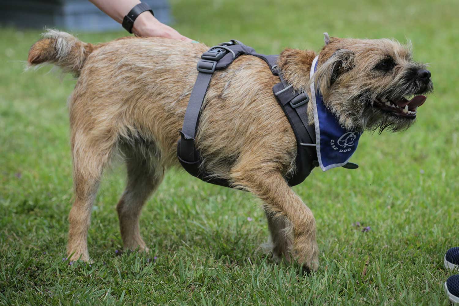 A border terrier wearing a harness