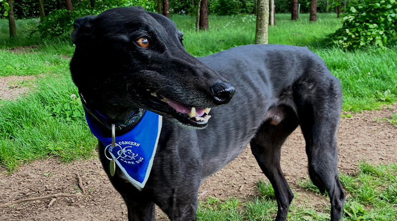 A black greyhound wearing a blue care dog bandana